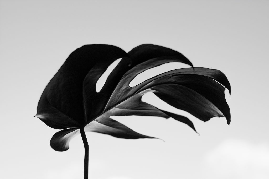 feminine-plant